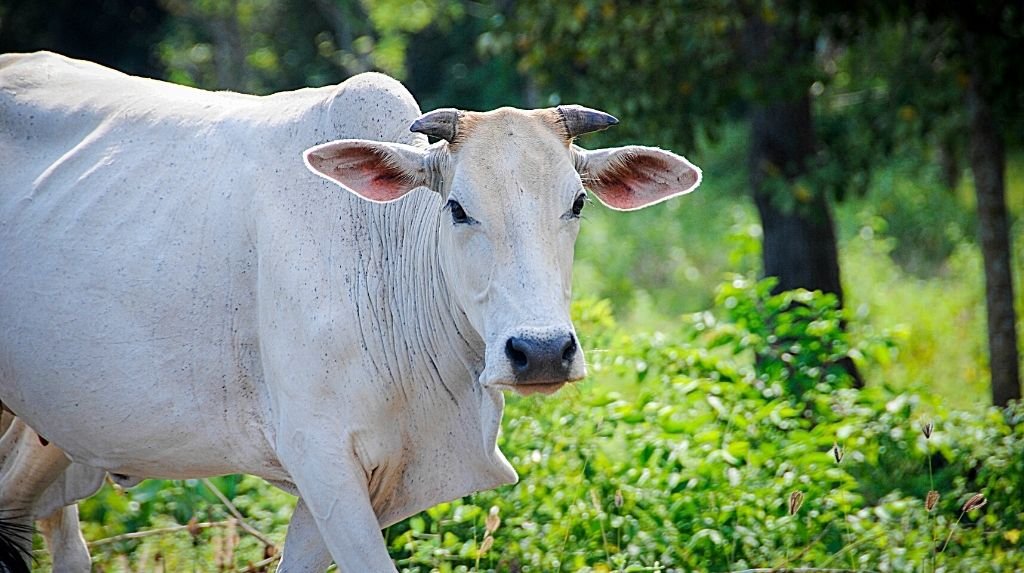 ગાય નુ મહત્વ 