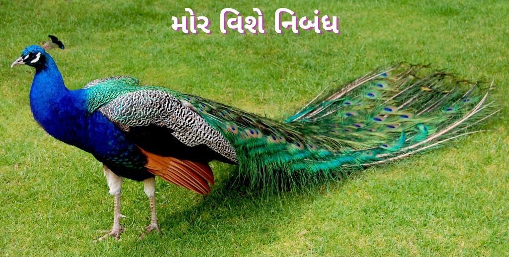 મોર વિશે નિબંધ